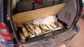 W takich warunkach przewoził ryby 