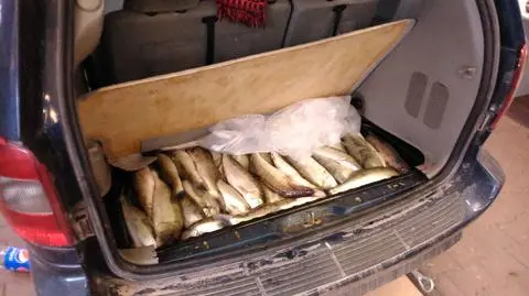 W samochodzie przemycał 300 kg ryb. Pies od razu to wywąchał