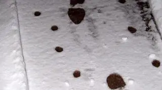 Zostawili ślady na śniegu