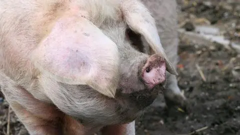 Powiat na Mazurach zagrożony pomorem świń. Choroba już na Litwie