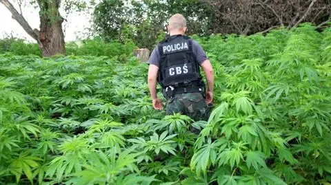 Policja "kosi trawę”