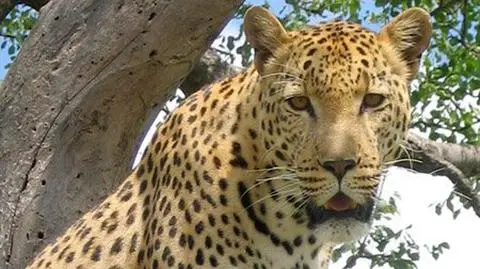 Złapano jagura, który zagryzł człowieka