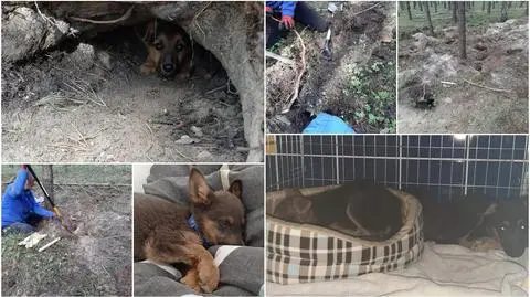 Zbytowa. Szczeniaki znalezione w lisiej norze