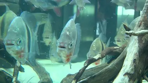 Polish International Aquarium Show in Warsaw