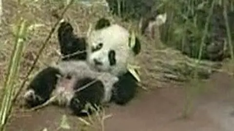 Czarno-biały skarb wiedeńskiego zoo