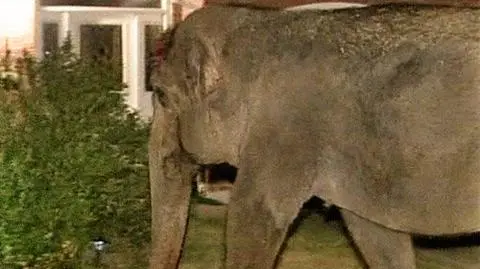 Na słonie - do Poznania!