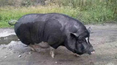 Leśnicy szukają właściciela świni wietnamskiej