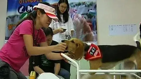 Pekińczyki tym razem bez szans