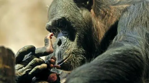 Warszawa wita szympansa