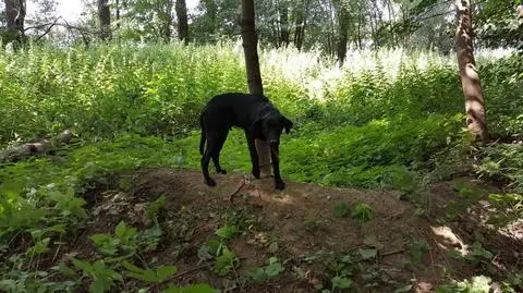 Zamiast zająć się psem, zostawił go w lesie