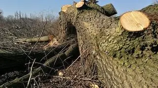 PiS zmieni ustawę o wycince drzew