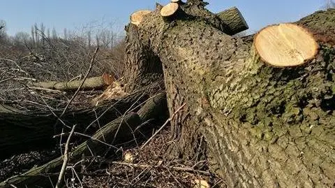 Wicepremier Gliński nie chce wycinki drzew na terenach zabytkowych