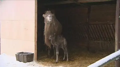Narodziny zimowego wielbłąda