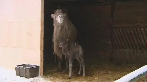 Narodziny zimowego wielbłąda
