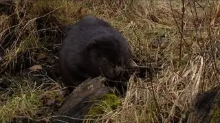 Bobry potrafią nieźle nabroić