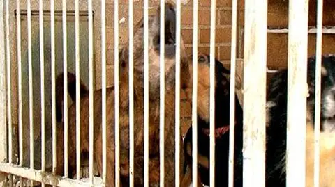 Zagryziony przez psy sąsiada?