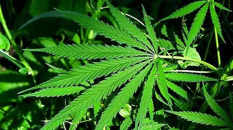 Marihuana groźna dla męskości