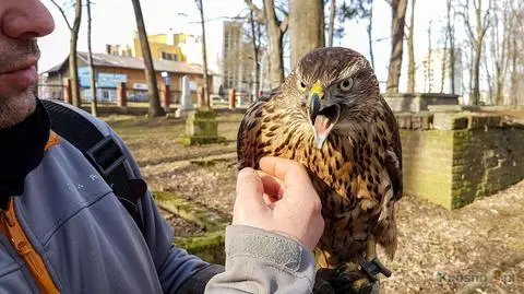 Jastrząb Lola, postrach gawronów