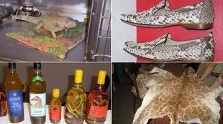 Celnicy pokazują przemycane "pamiątki z wakacji"