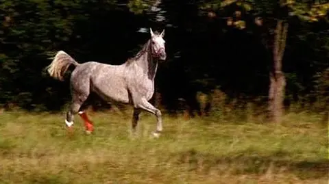 Żądali okupu za konia, trafili do aresztu