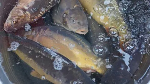 Karpie zablokowały drogę krajową nr 11