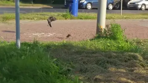 Głogów: szczur kontra kawka