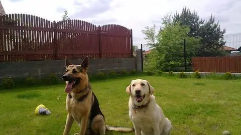 Bary z Dorą, jego nową koleżanką