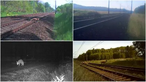 Zwierzęta w oku kamery 