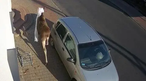 Wolbórz: łoś wpadł do mieszkania przez okno Biegał z firanką na głowie