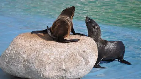 Pierwsze kotiki już w Polsce. Mają czułki i dają się głaskać