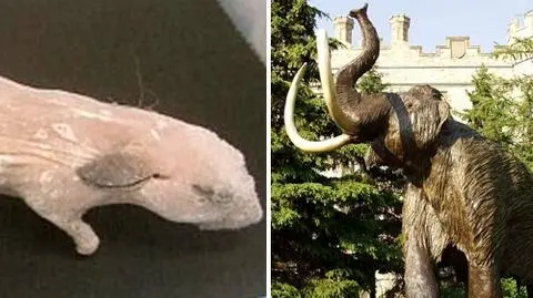 Prawdziwy mamut w zoo?