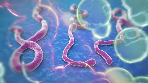 Wirus ebola w DRK. WHO walczy z czasem