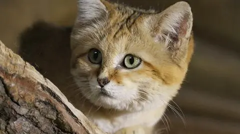 Kot arabski z Berlina przyjechał do gdańskiego zoo