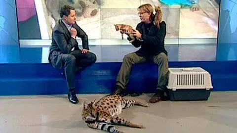 Dzikie koty w studiu TVN24