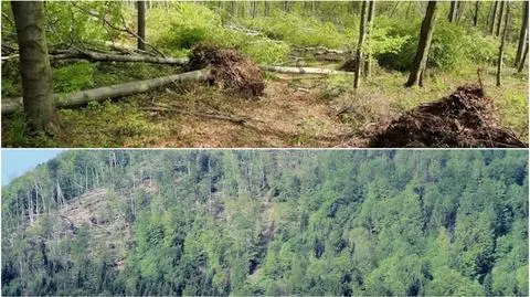 Ponad 44 hektary zniszczonych lasów w okolicach Limanowej
