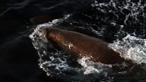 Arktyka. Mors zaatakował rosyjskich naukowców i marynarzy Floty Północnej