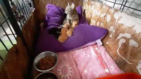 Boguszyce. Ktoś porzucił kotkę i osiem kociąt. Obok transportera karma dla kotów