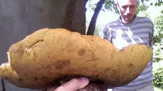 Pan Henryk znalazł grzyba podczas spaceru w lesie 