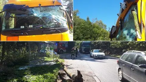 Potężne drzewo runęło na jadącą ciężarówkę i odbiło się na przystanek