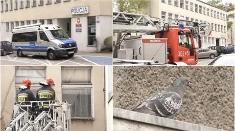 Kleszcze gołębie na komisariacie