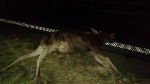 Dwa martwe łosie na autostradzie. "Mogły spaść z wiaduktu"