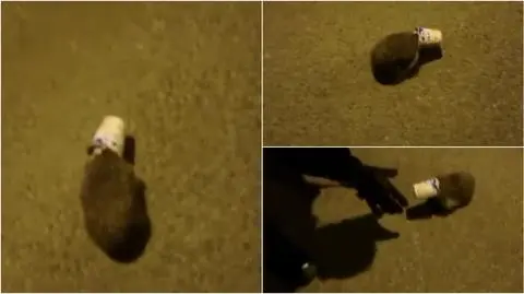 Grudziądz: Policjanci pomogli jeżowi