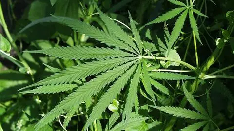 Massachusetts zalegalizowało marihuanę do celów rekreacyjnych