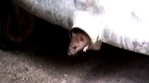 Szczury z Widzewa postrachem osiedla