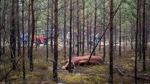 Agresywny byk atakował właściciela i policjantów - twierdzą funkcjonariusze