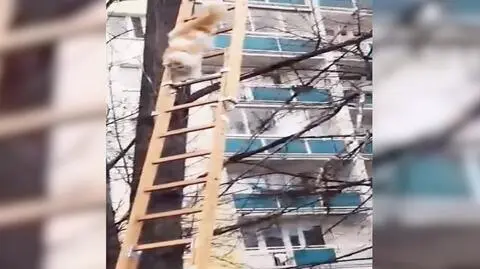 Wystarczyła mu drabina