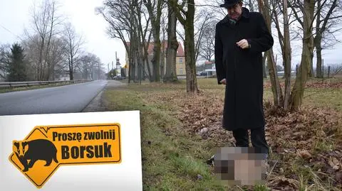 Opolszczyzna: specjalne tablice przy drogach mają chronić borsuki