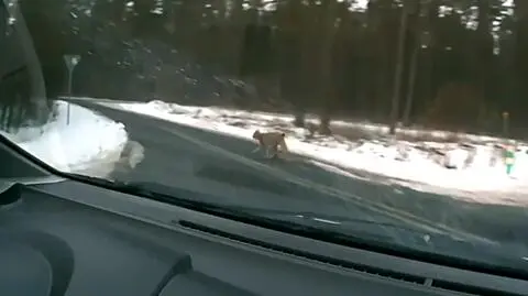 Ryś nagrany kamerą samochodową. Najciekawsze wideo tygodnia w tvn24.pl