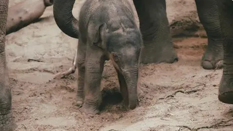 Mały słonik podbija serca pracowników ogrodu zoologicznego