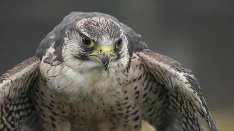 Sokoły wracają na Dolny Śląsk. Zamieszkają w sztucznych gniazdach